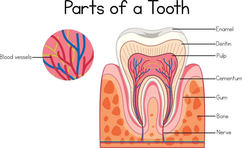parts of tooth explanation